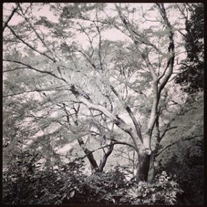 1476401_673797325993702_1556570698_n